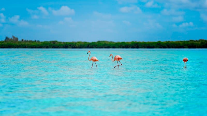 Eco Tour Isla Holbox 2