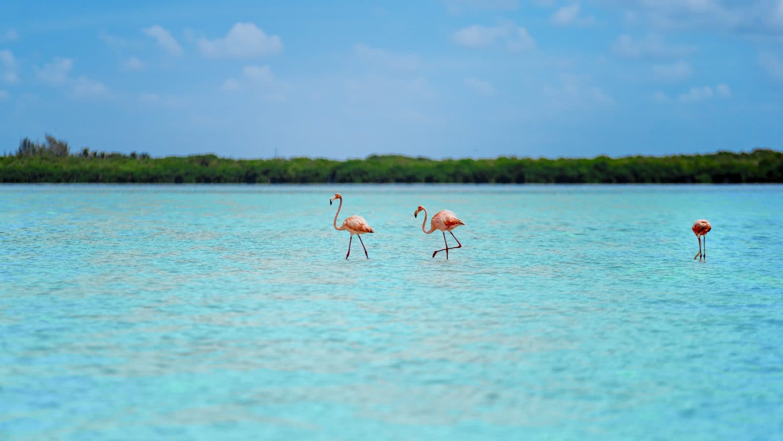 Eco Tour Isla Holbox 2