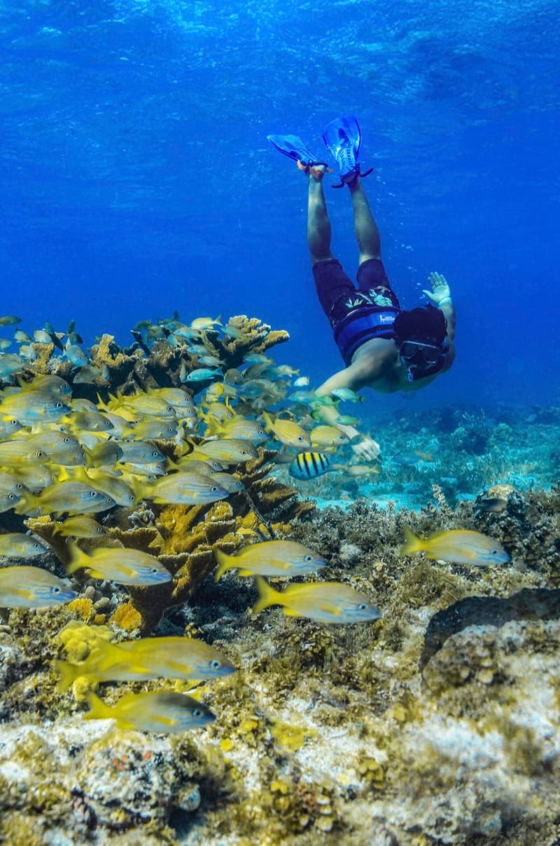 Puerto Morelos Reef Snorkeling 2