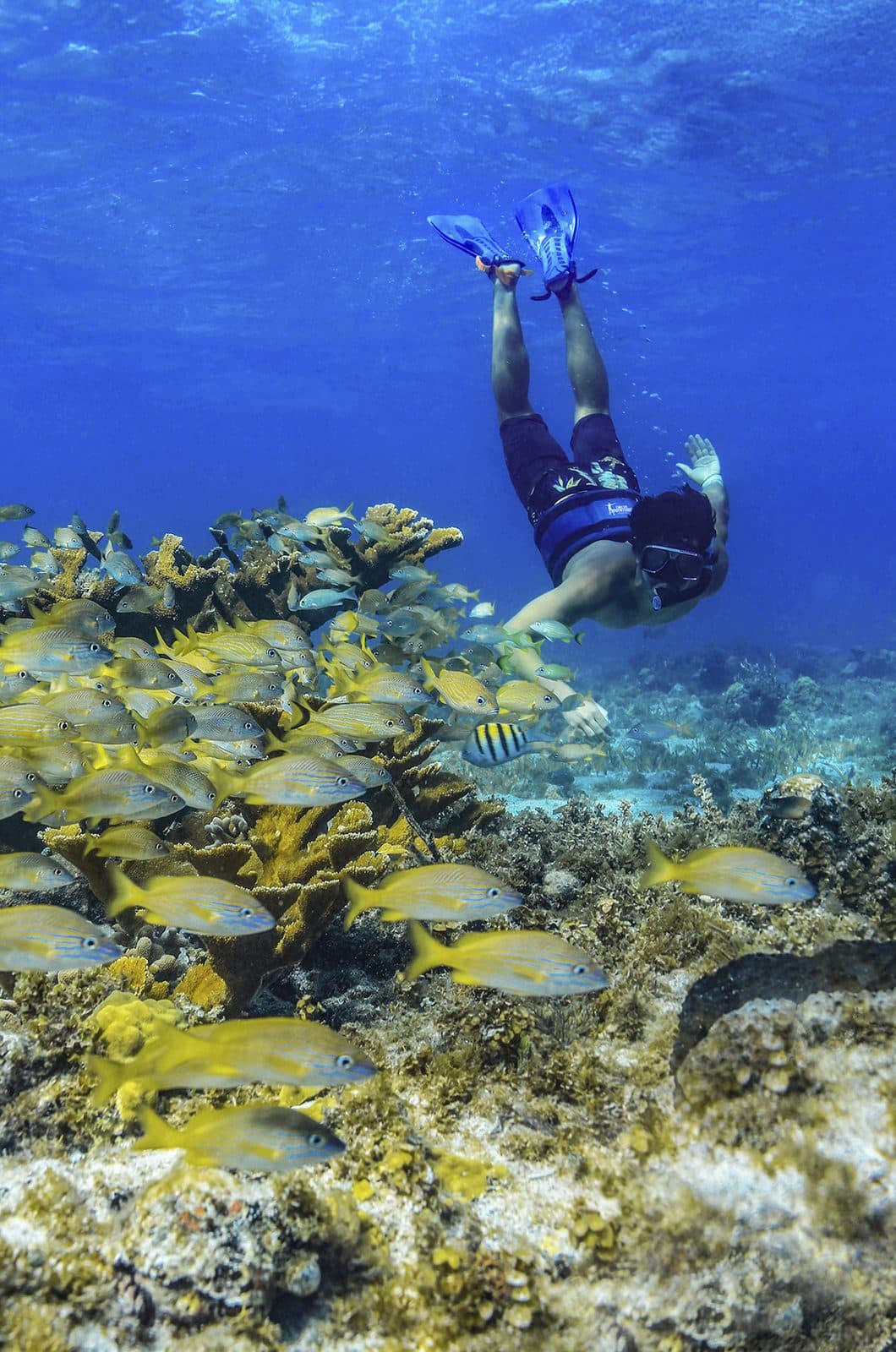 Snorkel en Arrecife de Puerto Morelos 3