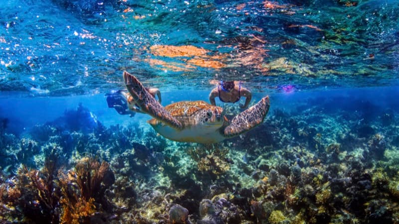 Swim with Sea Turtles & Cenote 4
