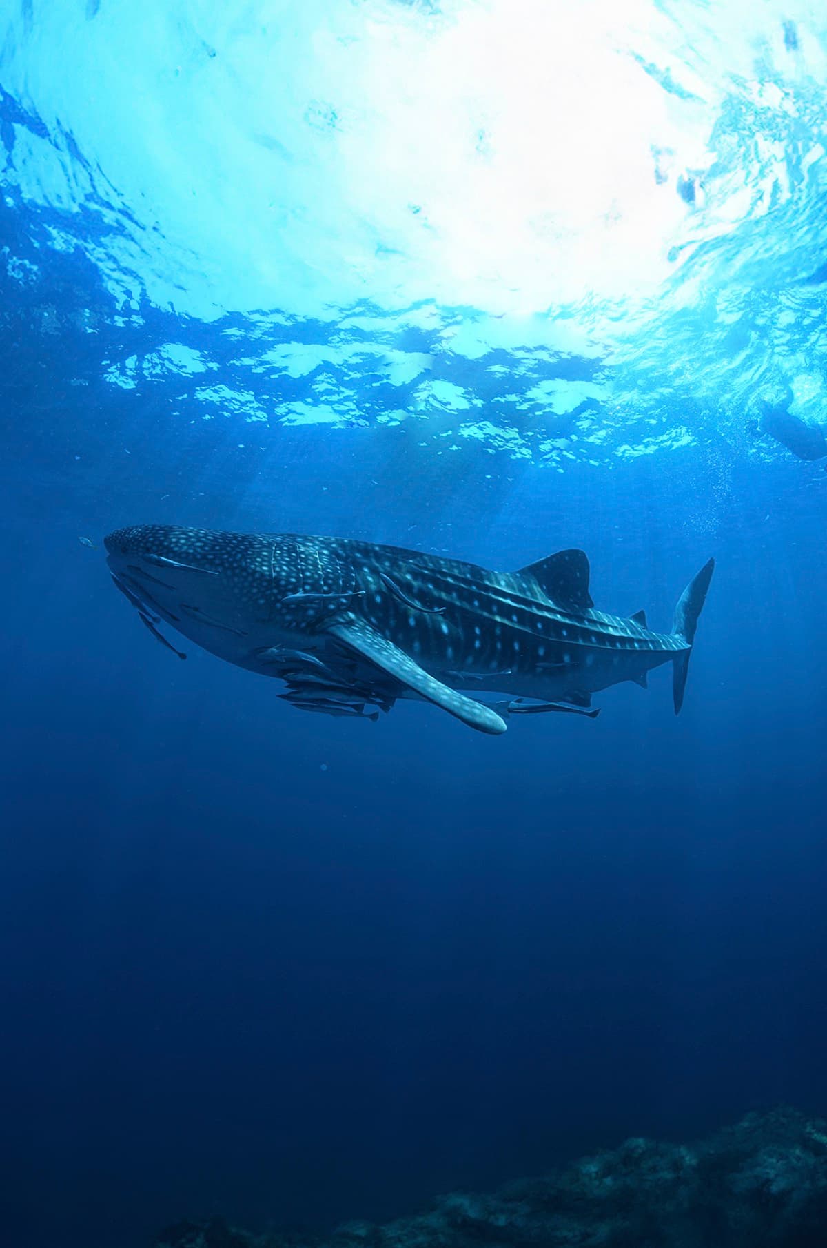 Whale Shark Season in Cancun 2026: Complete Swimming Guide