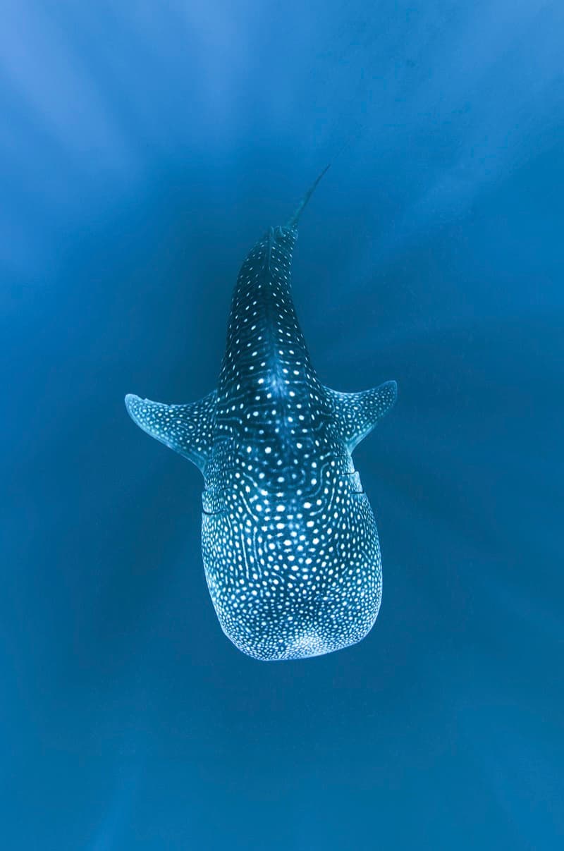 Encuentro con Tiburón Ballena 2