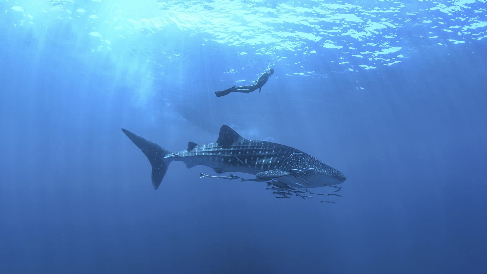 Encuentro con Tiburón Ballena 2