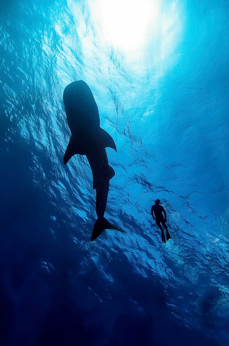 Encuentro con Tiburón Ballena 4