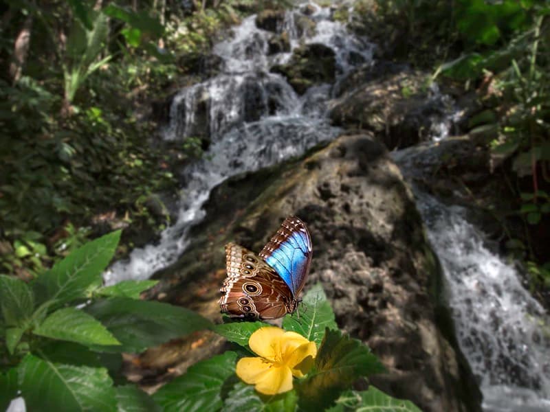 Xcaret Plus 4