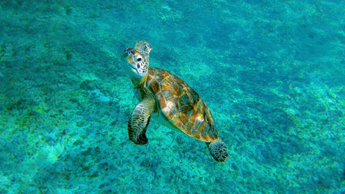 Swim with Sea Turtles & Cenote